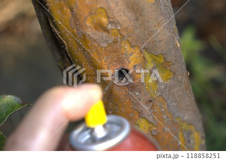 カミキリ虫 防除 カミキリ虫 防除 118858251