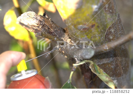 カミキリ虫 防除 カミキリ虫 防除 118858252