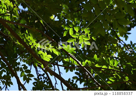 オオモクゲンジ（大木欒子）の実 118858337