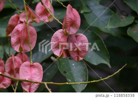 オオモクゲンジ（大木欒子）の実 118858338