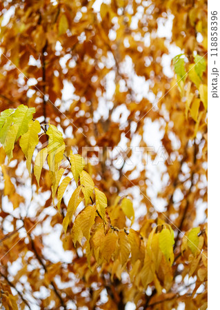 Close up of autumn leaves on tree branch with vibrant colors. Close up of autumn leaves on tree branch with vibrant colors. 118858396