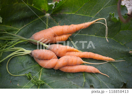 Unique twisted carrots on a large green leaf showcasing natural organic produce from garden or farm 118858413