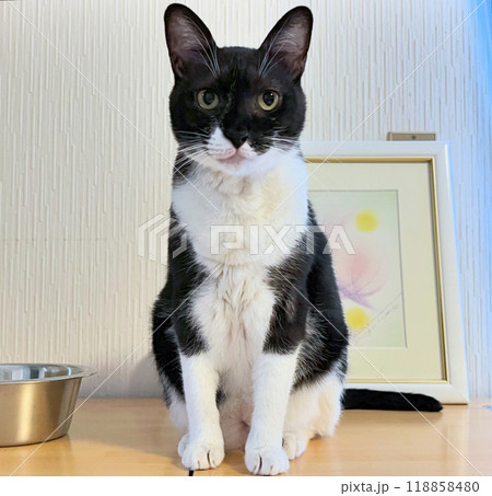 正面を向いて座る白黒猫・全身 正面を向いて座る白黒猫・全身 118858480