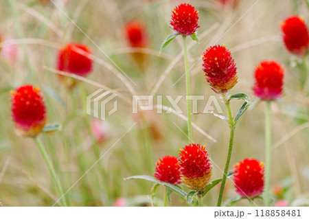 千日紅の花03 千日紅の花03 118858481