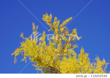 青空と黄色の銀杏とコピースペース 118858588