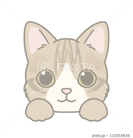 短毛種の猫のイラスト マンチカン 短毛種の猫のイラスト マンチカン 118858638