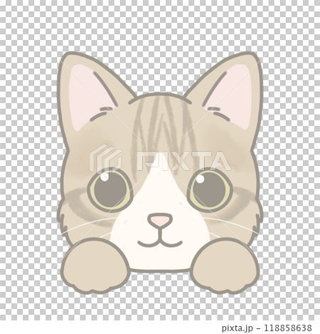 短毛種の猫のイラスト マンチカン 短毛種の猫のイラスト マンチカン 118858638
