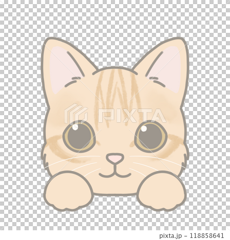 短毛種の猫のイラスト マンチカン 短毛種の猫のイラスト マンチカン 118858641