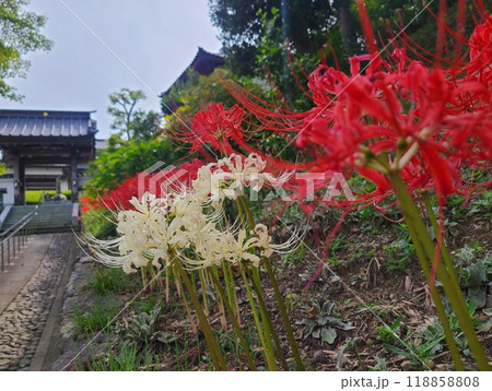 秋彼岸に咲くマンジュシャゲ(ヒガンバナ) 秋彼岸に咲くマンジュシャゲ(ヒガンバナ) 118858808
