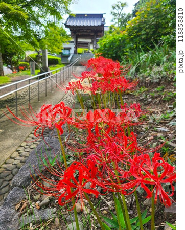 秋の訪れを告げる彼岸花（曼殊沙華） 118858810