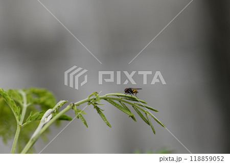 fly lay ontop of white popinac or lead tree 118859052