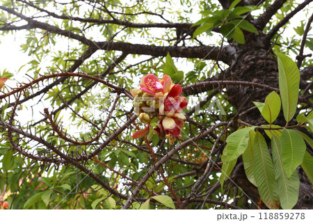 Cannonball tree that are blooming in clusters, It is a sacred wood in Hinduism. Cannonball tree that are blooming in clusters, It is a sacred wood in Hinduism. 118859278