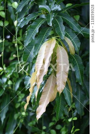 Fresh leaves of the mango tree are on the branches, both young and old, have in both dark green and light brown. Fresh leaves of the mango tree are on the branches, both young and old, have in both dark green and light brown. 118859328
