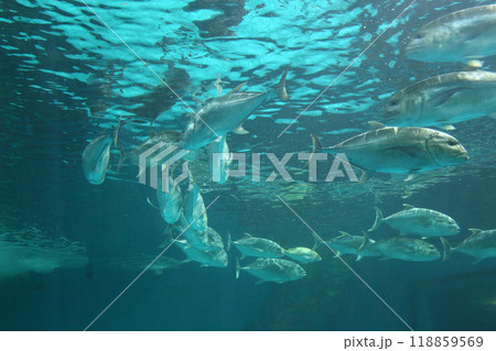 Caranx fishs of sea bass swimming together in groups, photographed from below. Caranx fishs of sea bass swimming together in groups, photographed from below. 118859569