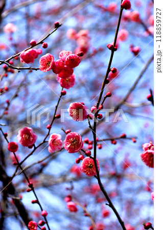 咲き始めた梅の花 咲き始めた梅の花 118859727