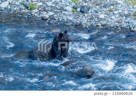 河口で必死で鮭を探すヒグマ 河口で必死で鮭を探すヒグマ 118860626