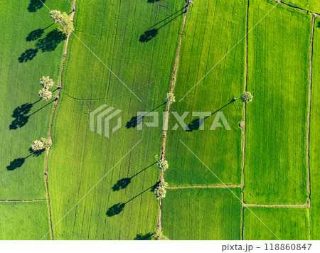 Aerial view of lush green rice field with sugar palm trees. Sustainable agriculture landscape. Sustainable rice farming. Rice cultivation. Green landscape. Organic farming. Sustainable land use. 118860847