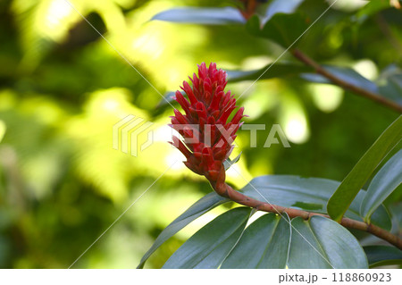 Red-flowered Costus speciosus is blooming on the plant. Red-flowered Costus speciosus is blooming on the plant. 118860923