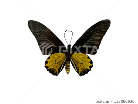 The golden birdwing is name of butterfly isolated on white background and have clipping paths. The golden birdwing is name of butterfly isolated on white background and have clipping paths. 118860930
