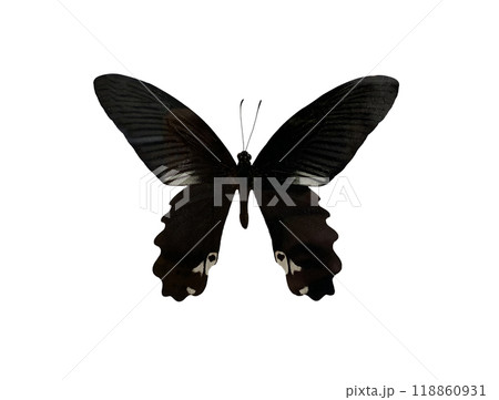 Redbreast is name of butterfly isolated on white background and have clipping paths. 118860931