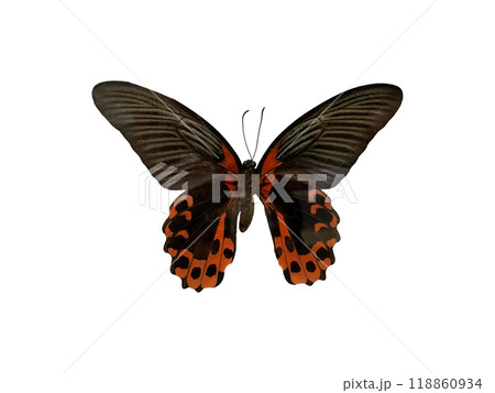 Papilio rumanzovia is name of butterfly isolated on white background and have clipping paths. 118860934