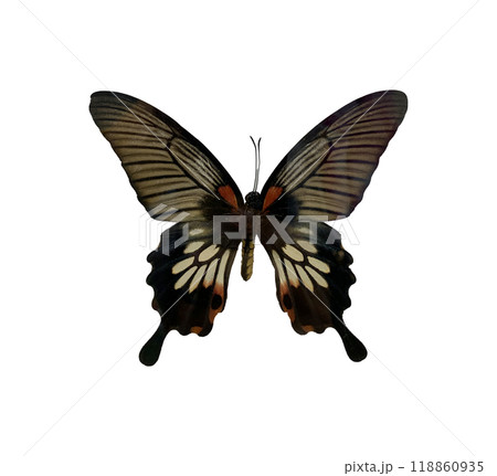 Great Mormon (F) is name of butterfly isolated on white background and have clipping paths. Great Mormon (F) is name of butterfly isolated on white background and have clipping paths. 118860935