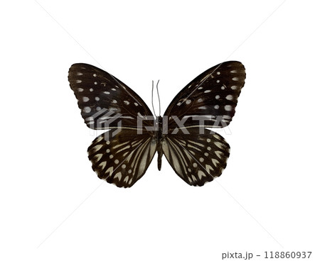 The Blue Kaiser is name of butterfly isolated on white background and have clipping paths. 118860937