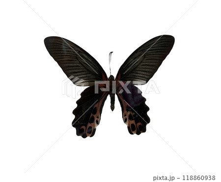 The Redbreast is name of butterfly isolated on white background and have clipping paths. The Redbreast is name of butterfly isolated on white background and have clipping paths. 118860938