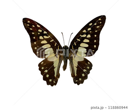 The Common Jay is name of butterfly isolated on white background and have clipping paths. The Common Jay is name of butterfly isolated on white background and have clipping paths. 118860944