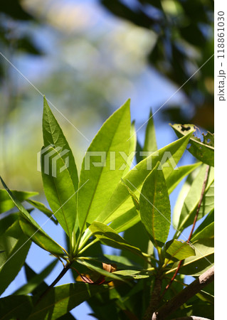 Green leaves exposed to sunlight. 118861030