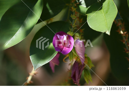 Purple wild orchids blooming on the tree. 118861039