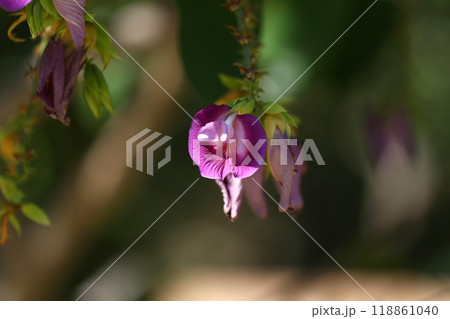 Purple wild orchids blooming on the tree. 118861040