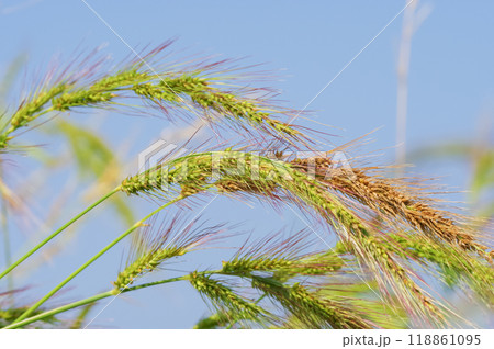 水田にたくさん自生しているイヌビエ 118861095