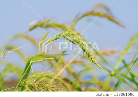 水田にたくさん自生しているイヌビエ 水田にたくさん自生しているイヌビエ 118861096