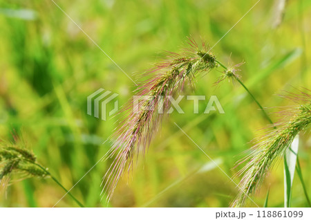 水田にたくさん自生しているイヌビエ 水田にたくさん自生しているイヌビエ 118861099