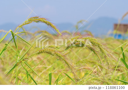 水田にたくさん自生しているイヌビエ 水田にたくさん自生しているイヌビエ 118861100