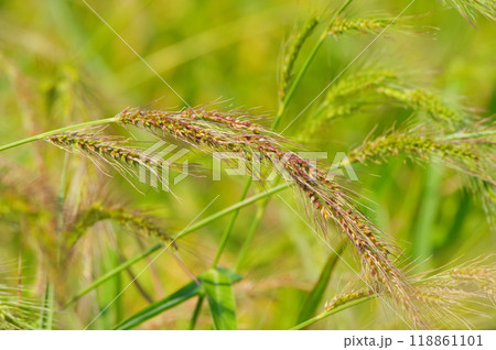 水田にたくさん自生しているイヌビエ 水田にたくさん自生しているイヌビエ 118861101