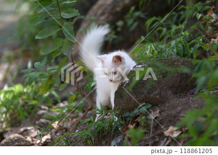 White cat standing on the ground and is staring at something on the ground in the backyard with curiosity. 118861205