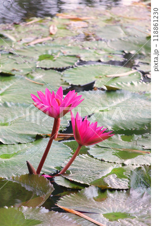 Pink lotus flowers are blooming in the pond. Pink lotus flowers are blooming in the pond. 118861230