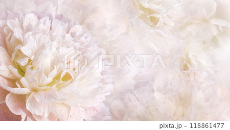 Floral spring background. Petals peonies flowers. Close-up. Nature. 118861477