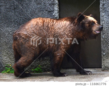 餌をねだるクマ 118861776