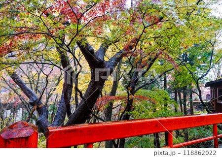 晩秋の伊香保温泉 河鹿橋の紅葉（群馬県渋川市） 118862022
