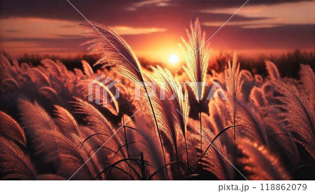夕日に照らされるススキ 118862079