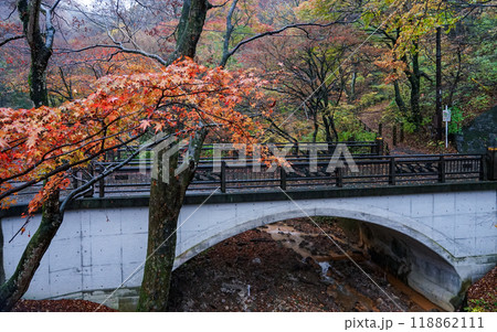 晩秋の伊香保温泉 河鹿橋の紅葉（群馬県渋川市） 118862111