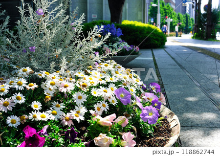 道路沿いの花壇に咲く花 118862744