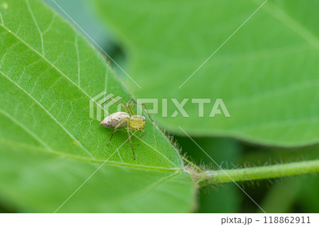 ササグモ 118862911
