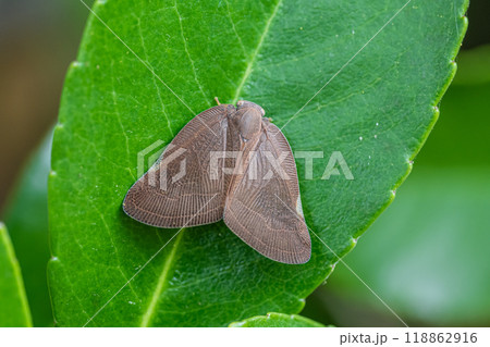 アミガサハゴロモ 118862916