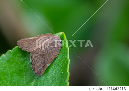 アミガサハゴロモ 118862918