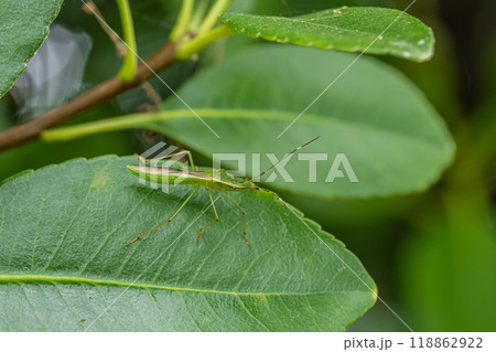 クモヘリカメムシ クモヘリカメムシ 118862922