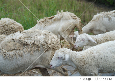 Sheep and lambs on the street in the village, closeup of photo Sheep and lambs on the street in the village, closeup of photo 118863448